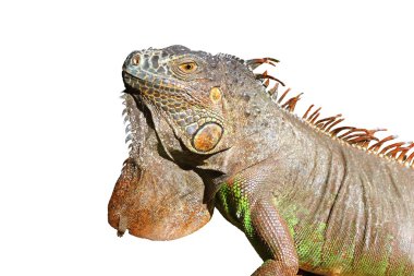 Meksika profil portresi ayrıntı makrodan iguana