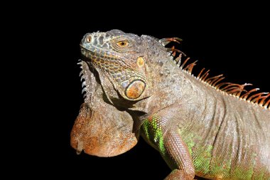 Meksika profil portresi ayrıntı makrodan iguana