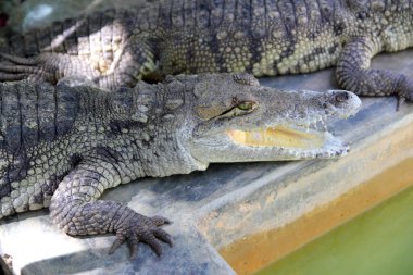 Güney Amerika'da güneş banyoda timsahlar