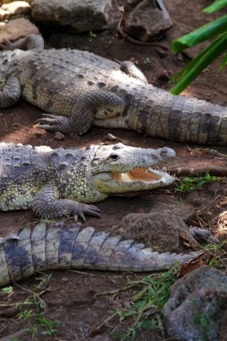 Crocodiles having a sun bath in South America clipart