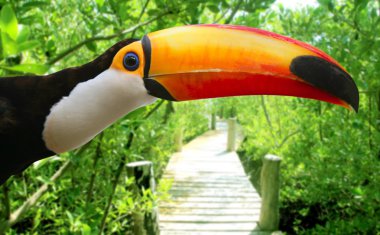 Toco toucan in mangrove tropical jungle clipart