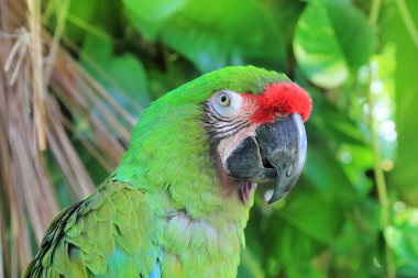 Ara Militaris Military Macaw Green parrot clipart