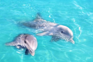 Dolphins couple swimming in blue turquoise water clipart