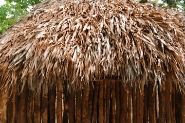 kulübe palapa Meksikalı orman Maya evin çatı duvar