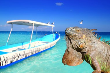 Karayip tropik Beach Meksikalı iguana