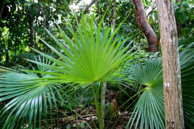 Chit palm tree in jungle rainforest in Mayan Riviera clipart