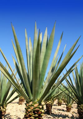 Agave tequilana bitki Meksika tekila likör için