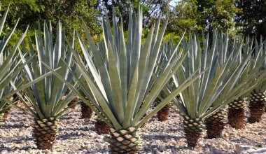 Agave tequilana plant for Mexican tequila liquor clipart