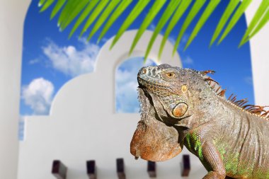 Mexican iguana white archs house blue sky in Mexico clipart