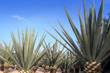 Agave tequilana plant for Mexican tequila liquor clipart