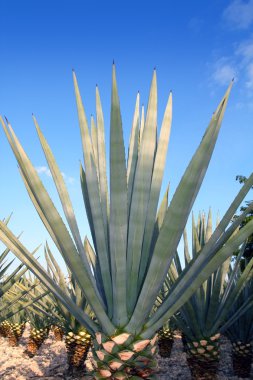 Agave tequilana bitki Meksika tekila likör için