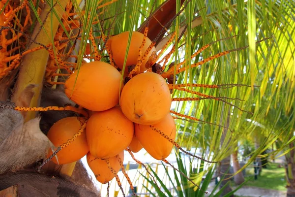 Kokosy v palm tree zralého žlutého ovoce — Stock fotografie