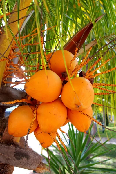 Kokosy v palm tree zralého žlutého ovoce — Stock fotografie