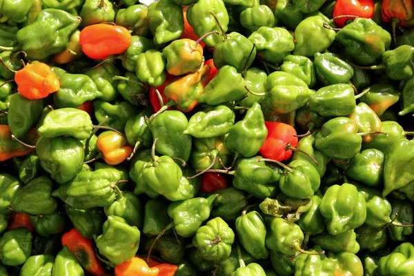 Chili habanero hottest pepper in Mexico pattern — Stock Photo, Image