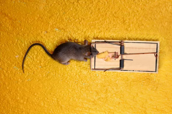 Dead Mouse in cheese trap over yellow — Stock Photo, Image