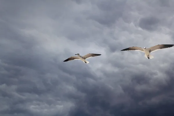 Облачно-драматическое небо с летающей чайкой — стоковое фото