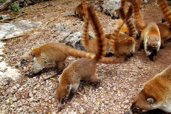 Anel Coati Cauda Nasua Narica animal — Fotografia de Stock
