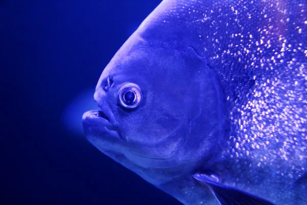 Ryby Pirania makro twarz szczegółowo niebieski kolor wody — Zdjęcie stockowe