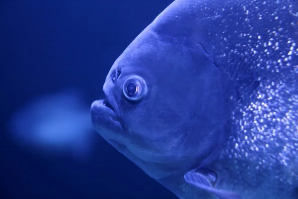 Rybí piranha makro tvář detail modrá barva vody — Stock fotografie