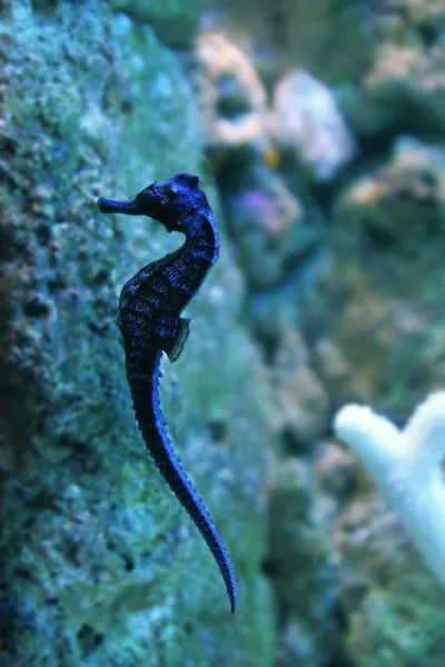 Ippocampo cavalluccio marino nuoto in acqua — Foto Stock