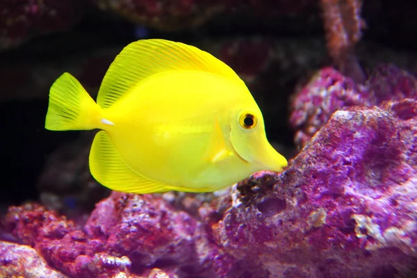 Pesce chirurgo hawaiano giallo Tang Sailfin — Foto Stock