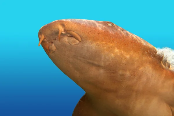 Infermiera squalo gata nodriza Ginglymostoma cirratum — Foto Stock