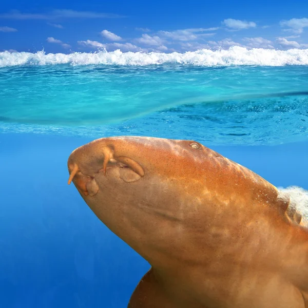 Медсестра акула Кіндріза Гінглімостома колорум — стокове фото