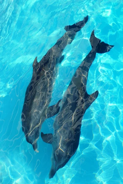 Golfinhos casal top alto ângulo vista turquesa água — Fotografia de Stock
