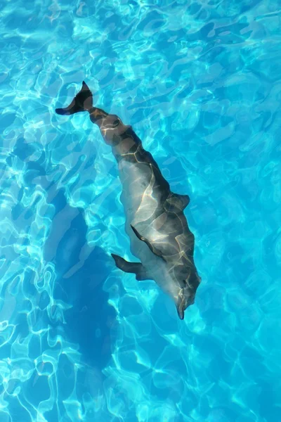 Delfín solo vista de ángulo alto agua turquesa — Foto de Stock