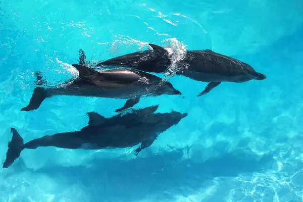 Trois dauphins vue grand angle eau turquoise — Photo