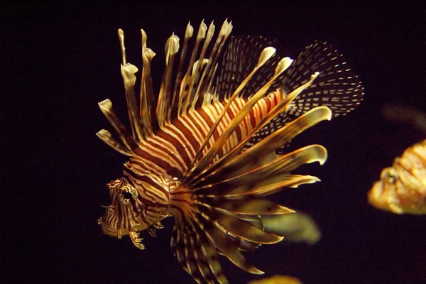 Pterois antennata nierówny żebrowane firefish pstra — Zdjęcie stockowe