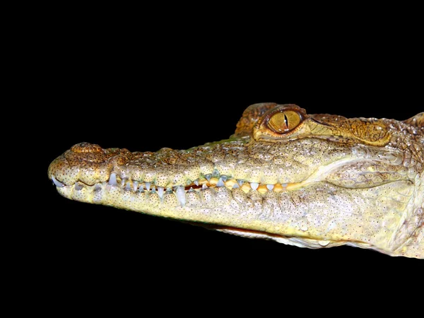 Crocodile wajah potret makro detail terisolasi pada hitam — Stok Foto