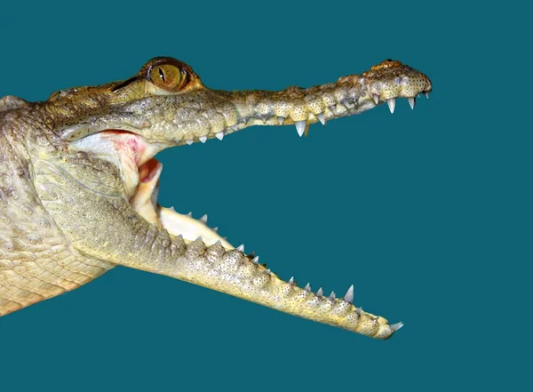 Retrato de rosto de crocodilo macro detalhe isolado em azul — Fotografia de Stock