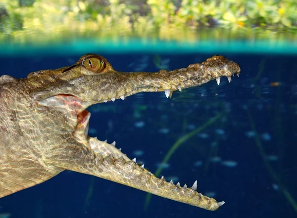 Caimão de crocodilo nadando no pântano do mangue — Fotografia de Stock