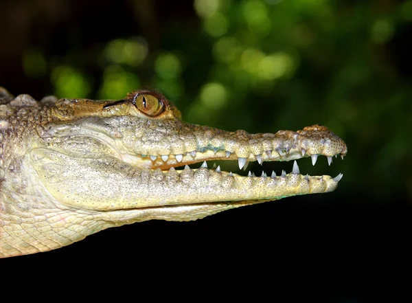 Crocodilo perfil macro detalhe cabeça retrato — Fotografia de Stock