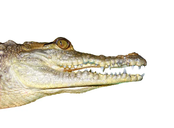 Krokodyl twarz portret detal makro na białym tle — Zdjęcie stockowe