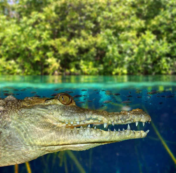 Крокодил кайман плаває в мангровому болоті — стокове фото