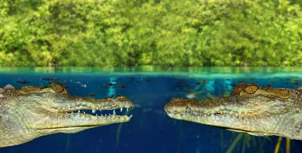 Två krokodil möter varandra i mangrove träsk — Stockfoto