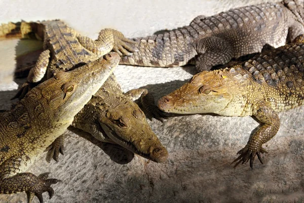 Крокодили, маючи сонячні ванни у Південній Америці — стокове фото