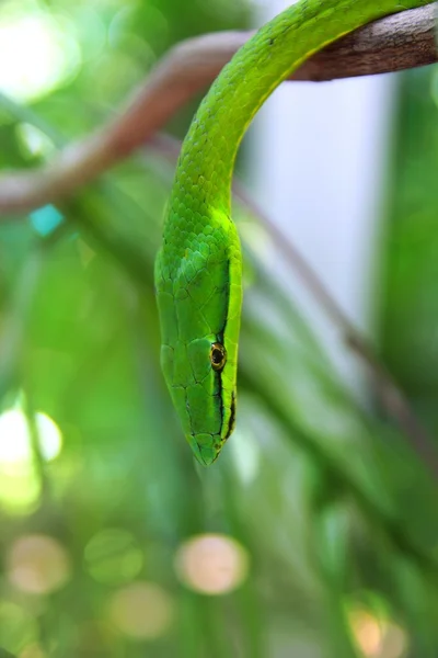 Green parrot snake Leptophis Ahaetulla — Stock Photo, Image