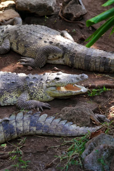 Krokodyle po kąpieli słońce w Ameryce Południowej — Zdjęcie stockowe