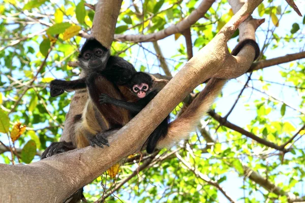 Ateles geoffroyi Spider Monkey Central America — Stock Photo, Image