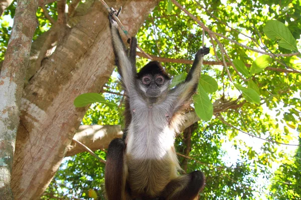 Ateles geoffroyi Spider Monkey América Central — Fotografia de Stock