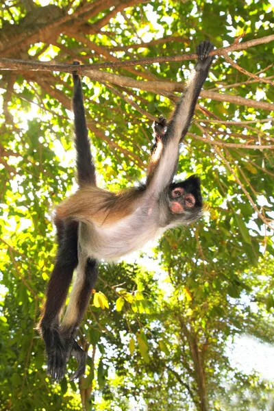 Ateles geoffroyi 거미 원숭이 중앙 아메리카 — 스톡 사진