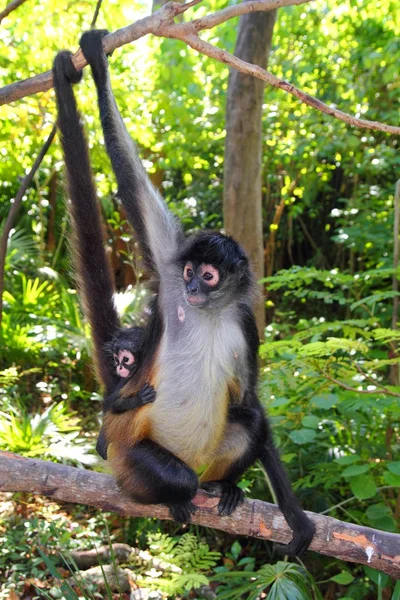 Ateles geoffroyi spider monkey Centralamerika — Stockfoto