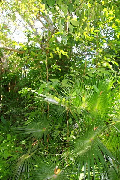 Chit palmiye ağacı orman yağmur ormanlarında Riviera Maya — Stok fotoğraf