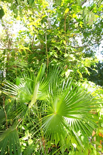 Chit palmiye ağacı orman yağmur ormanlarında Riviera Maya — Stok fotoğraf