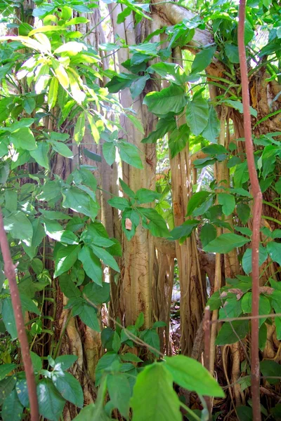 中央アメリカの熱帯雨林のジャングル — Stock fotografie