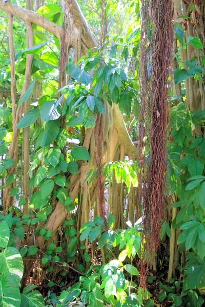 Regenwoud oerwoud in Midden-Amerika — Stockfoto