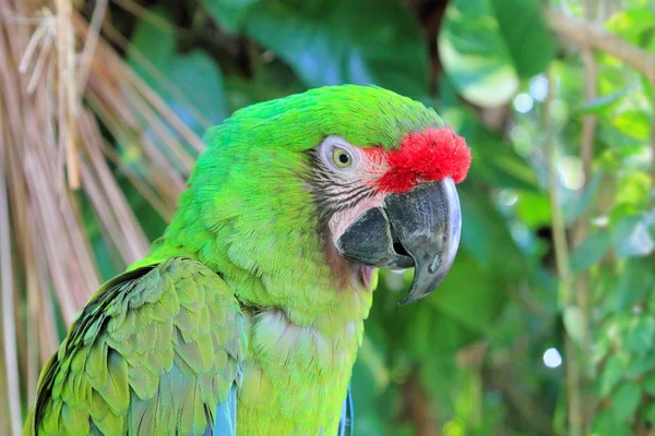 Ara militaris askeri macaw yeşil papağan — Stok fotoğraf